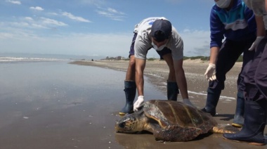 Fundación Mundo Marino rehabilitó y regresó al mar a una tortuga cabezona en San Clemente