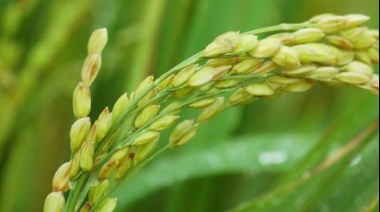 El Gobierno baja retenciones para los cereales que tengan certificación organica