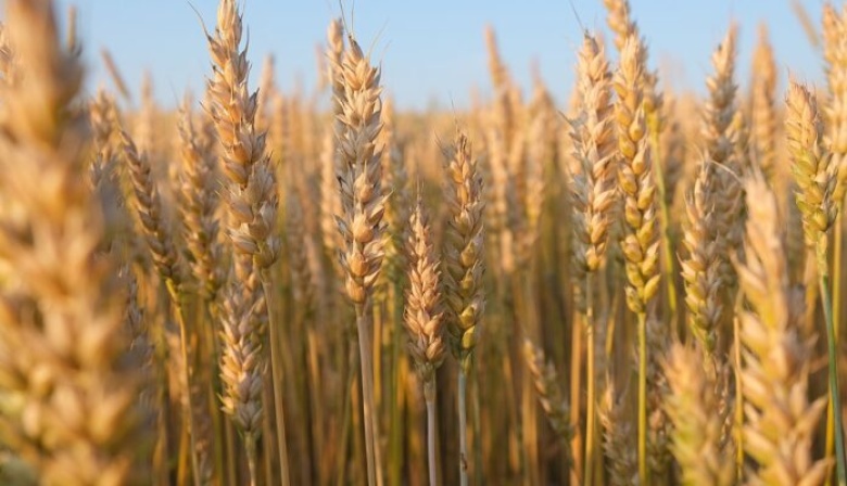 Por el aumento de la molienda de trigo creció la producción de harina