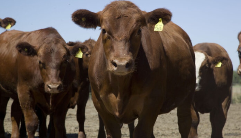 Crean plan para prevenir y erradicar enfermedades de transmisión sexual en bovinos