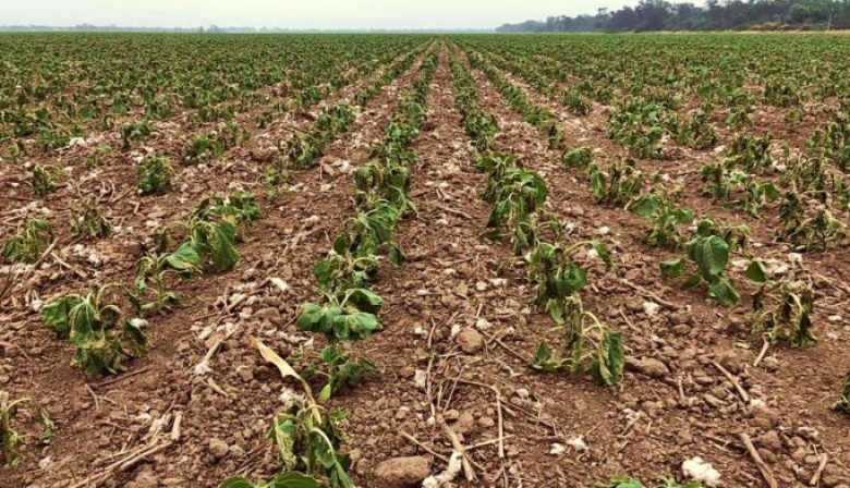 La sequía histórica acrecienta el retraso en la siembra de la soja y el maíz