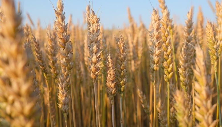 El Gobierno actualizó el valor de referencia del trigo y puede impactar en el pan