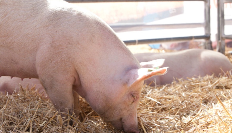 Triquinosis: el Senasa emitió recomendaciones para productores y consumidores de carne de cerdo
