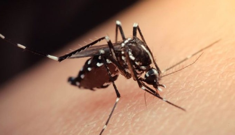 Dengue: llegan a 40 los casos en la provincia, aunque por ahora son importados
