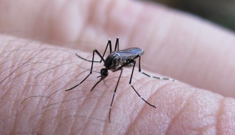 Dengue en la provincia: temen “reintroducción del virus” con las altas temperaturas