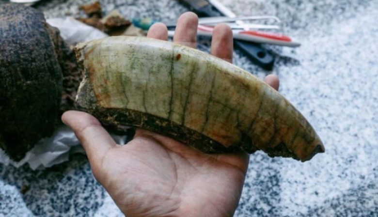 Mar del Plata: un joven encontró restos fósiles de un Toxodon, pariente gigante del hipopótamo actual